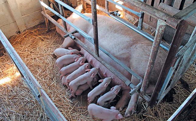 SAPPO helping small-scale pig farmers SAPPO helping small-scale pig farmers
