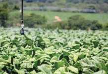 British American Tobacco SA supports over 72000 jobs tobacco-production