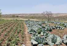 DAFF encourages use of Marketing Information Systems fresh produce