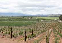 Robertson Winery reaches wage settlement with workers Robertson Winery reaches wage settlement with workers