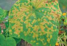 A list of cucurbit pests and diseases Downy-mildew-on-a-cucumber-leaf