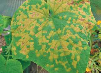 Downy-mildew-on-a-cucumber-leaf