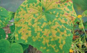 Downy-mildew-on-a-cucumber-leaf