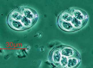 Eimeria-species-stress-in-animals