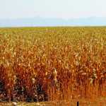 Grain field