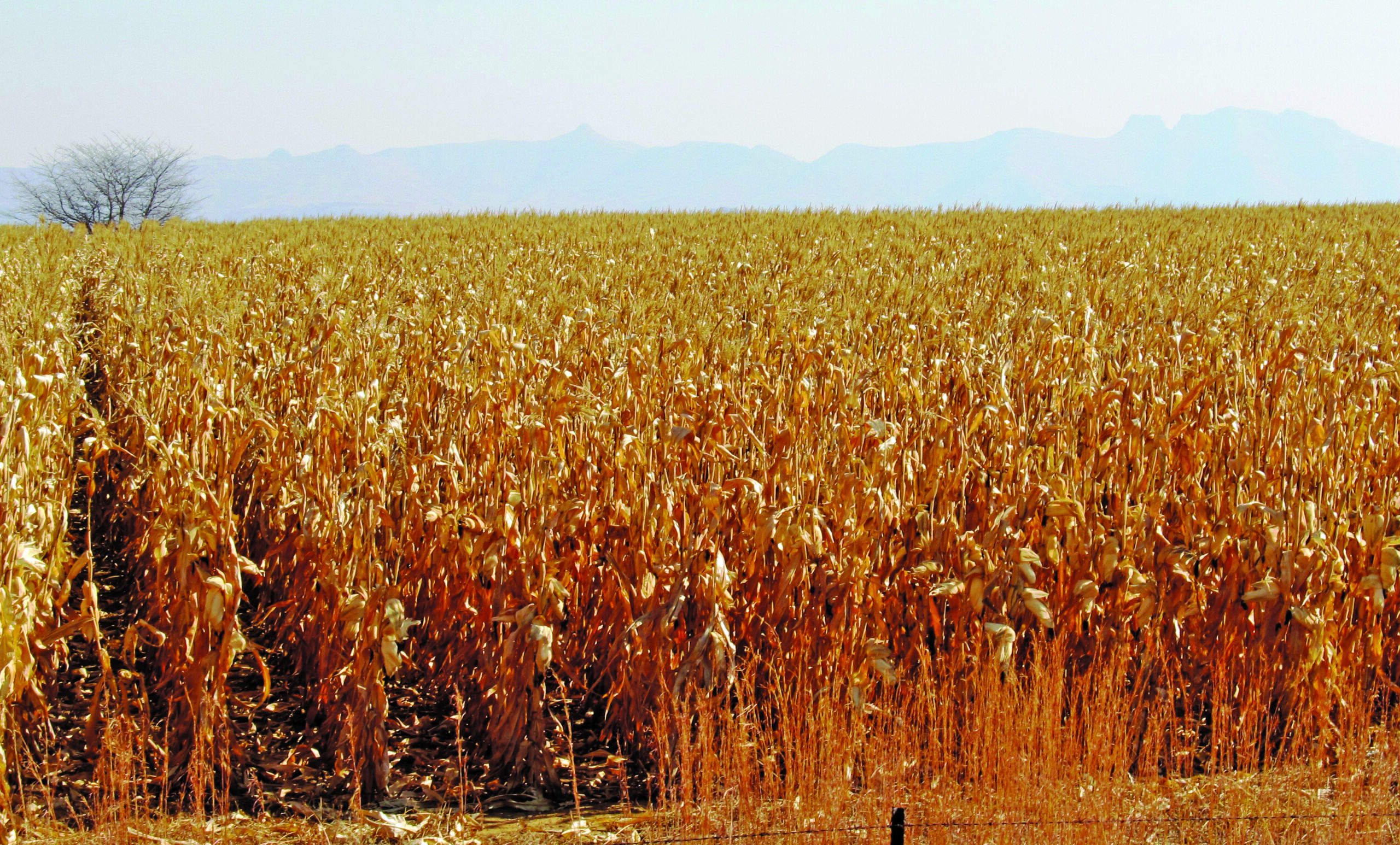 Grain field
