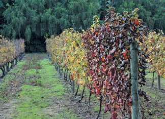 Grapevine-leaf-roll-disease