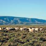 How-to-be-a-good-stockman