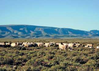 How-to-be-a-good-stockman