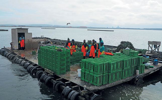 Mussel farming on the West Coast