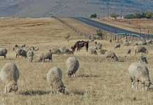 Mngcunube-Development-livestock-project-2