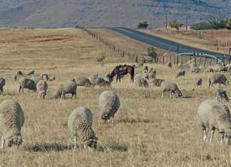 Mngcunube-Development-livestock-project-2
