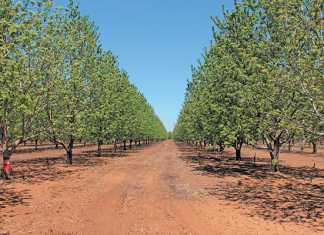pecan-nut-production
