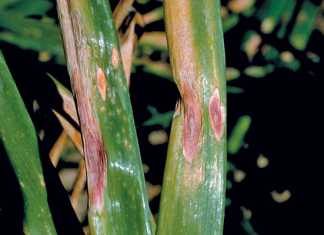 purple-blotch-onion-disease