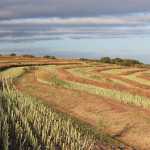 sa-farm-land