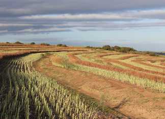 sa-farm-land