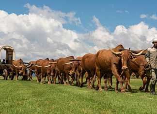 Sandstone--oxen