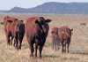 Santa-Gertrudis-beef-cattle