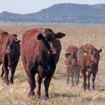 Santa-Gertrudis-beef-cattle