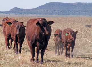 Santa-Gertrudis-beef-cattle