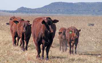 Santa-Gertrudis-beef-cattle