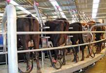 UHT-milk-consumption