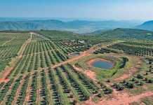 ZZ2-avocado-orchards