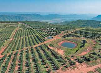 ZZ2-avocado-orchards