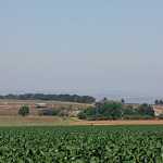 agriculture