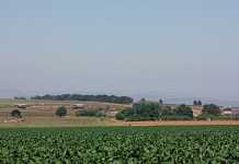 agriculture