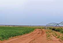 Volatile rand to continue putting pressure on agri prices agriculture