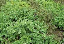 blight-resistant-potato