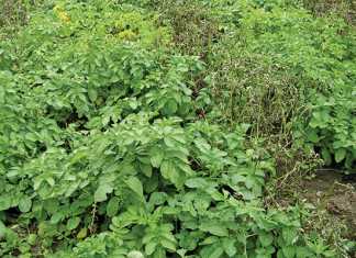 blight-resistant-potato