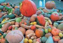 Cultivating cucurbits