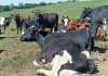 Top young farmer transforms failed land reform project dairy-cows