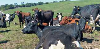 dairy-cows
