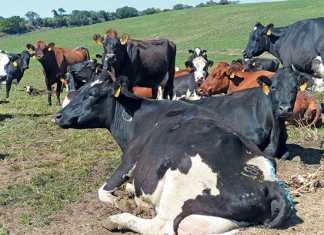 dairy-cows