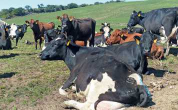 dairy-cows