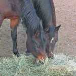 livestock-feed-and-horses