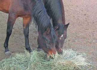 livestock-feed-and-horses