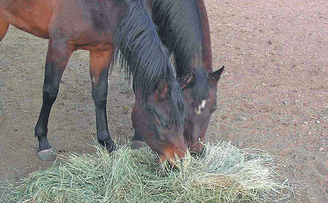 Tips for producing low cost livestock feed Tips for producing low cost livestock feed