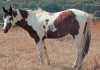 Paint, pinto or piebald? paint-horse