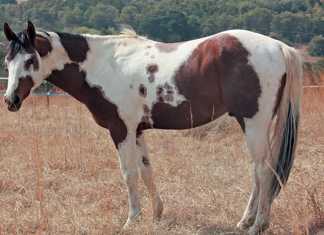 paint-horse