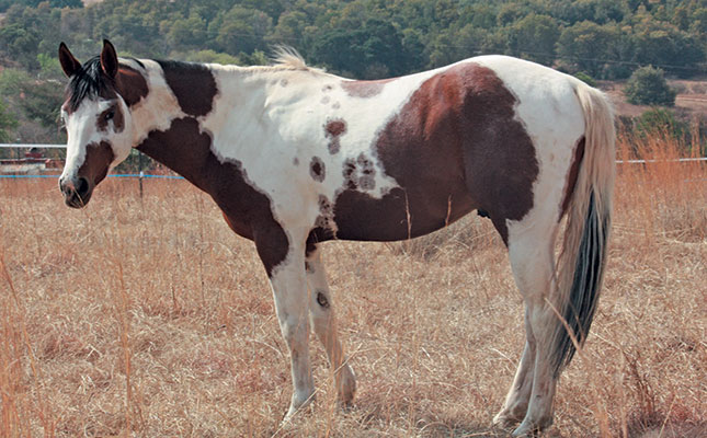 Paint, pinto or piebald? Paint, pinto or piebald?