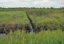 peatlands-canals-indonesia