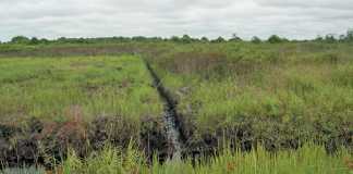 peatlands-canals-indonesia