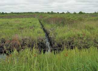 peatlands-canals-indonesia