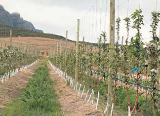 rootstock-evaluation