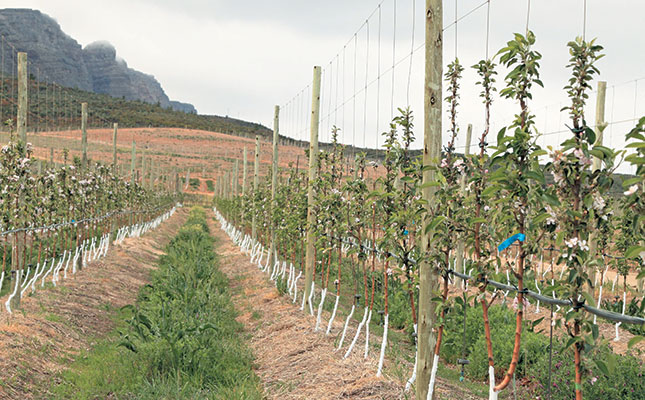 New rootstock evaluation protocol New rootstock evaluation protocol