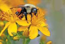 save our bees